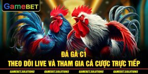 Đá Gà C1 - Theo Dõi Live Và Tham Gia Cá Cược Trực Tiếp