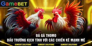 Đá Gà Thomo - Đấu Trường Kịch Tính Với Các Chiến Kê Mạnh Mẽ