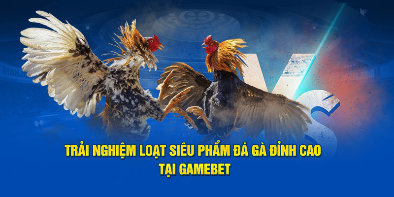 Siêu phẩm đá gà giá trị đỉnh cao